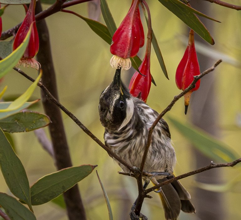 Season’s Greetings from Kings Park Guides Image