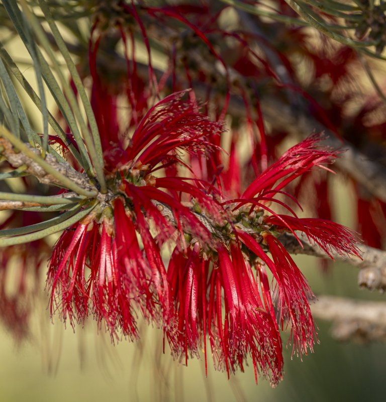 The Botanic Garden is red this summer! Image