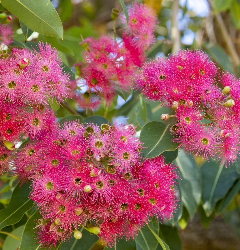 Discover the beauty of our flowering eucalypts Image