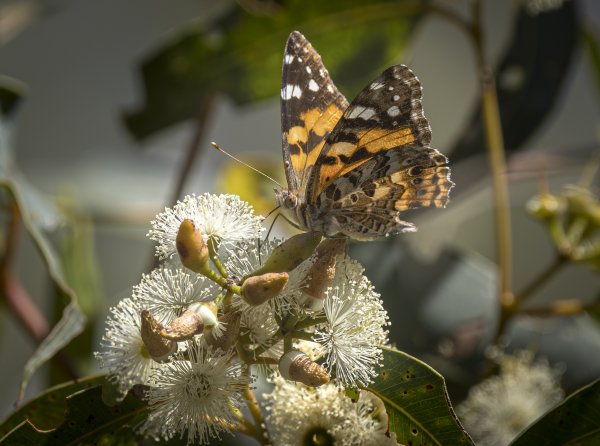 Flowers Image