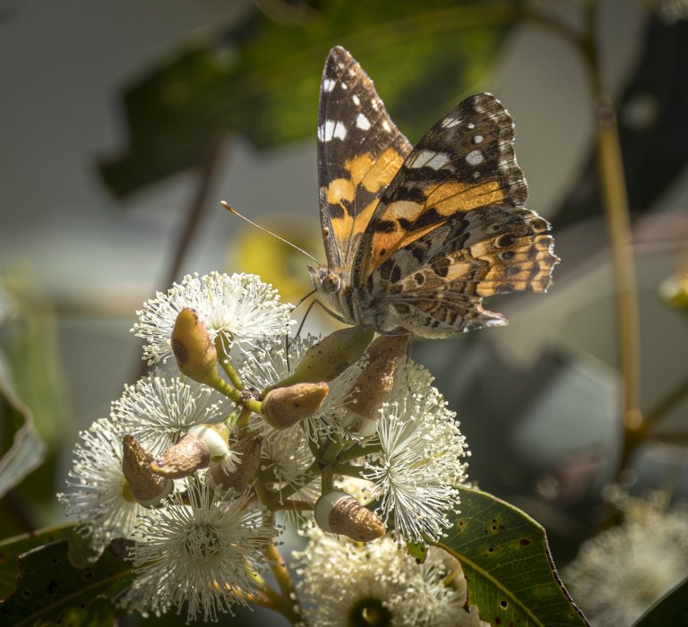 Celebrate National Eucalypt Day! Image