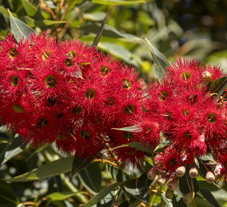 Season’s Greetings from Kings Park Guides Image