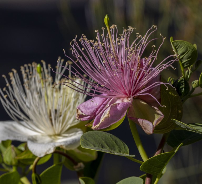 Guide’s plant of the month – Capparis spinosa Image