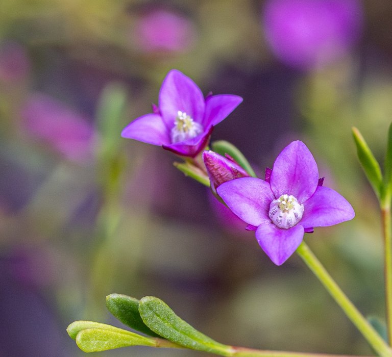 Guide’s flower of the month – Boronia crenulata Image