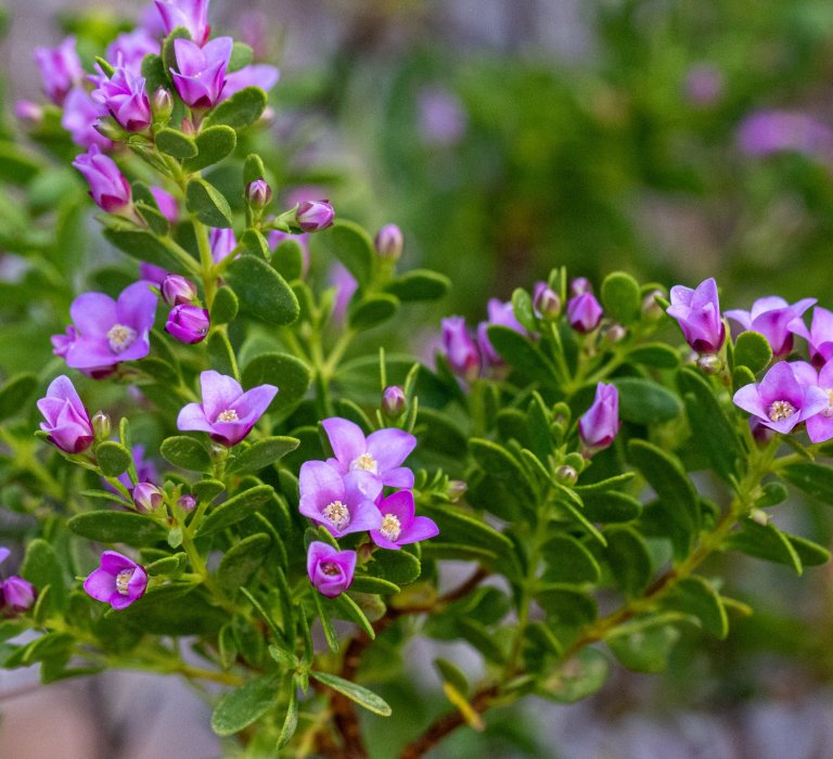 Guide’s flower of the month – Boronia crenulata Image