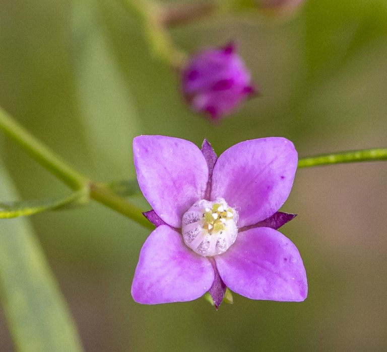 Guide’s flower of the month – Boronia crenulata Image