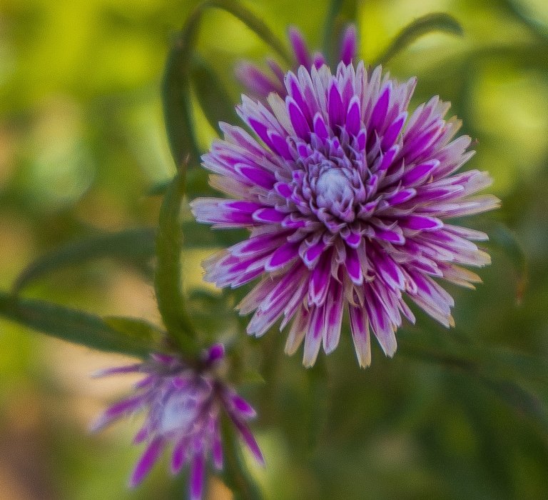 Summer colour in the park Image