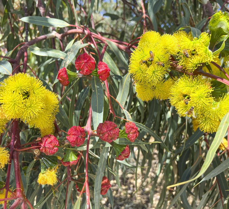 Illyarrie is a red-capped gum with bright yellow stamens