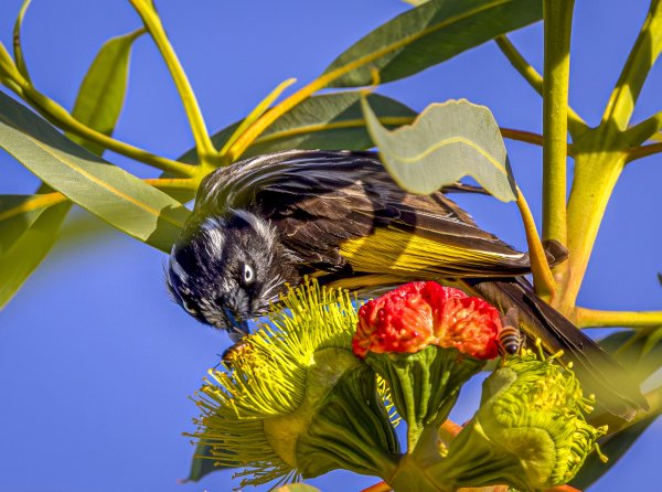 Birds abound in Perth’s Botanic Garden Image