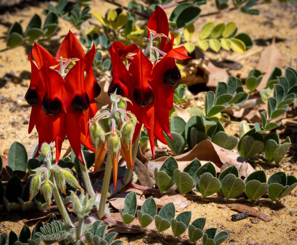Guide’s plant of the month – Swainsona formosa Image