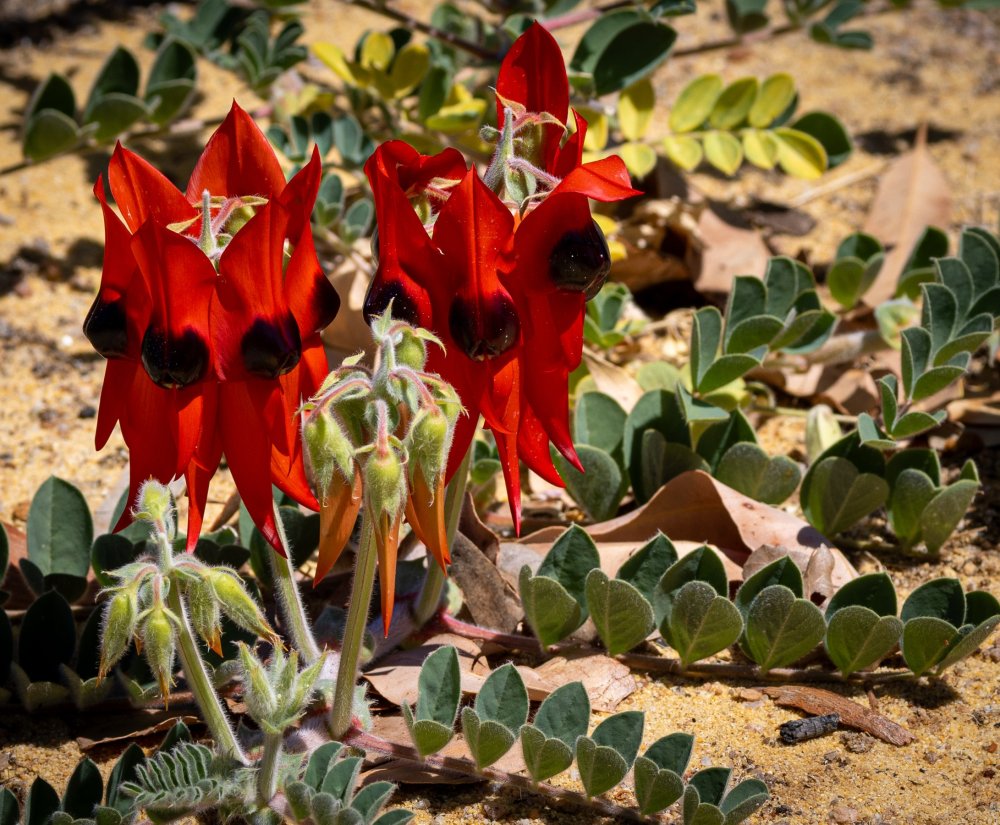 Summer colour in the park Image