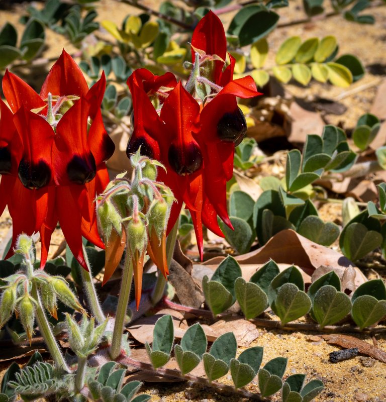 Summer colour in the park Image