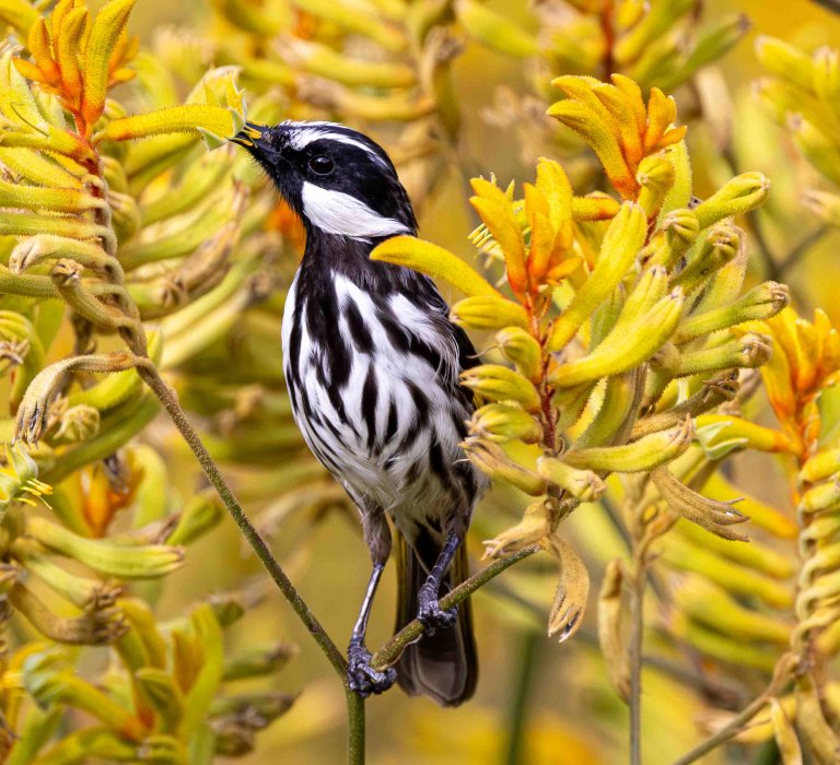 Guides’ plant of the month for October Image
