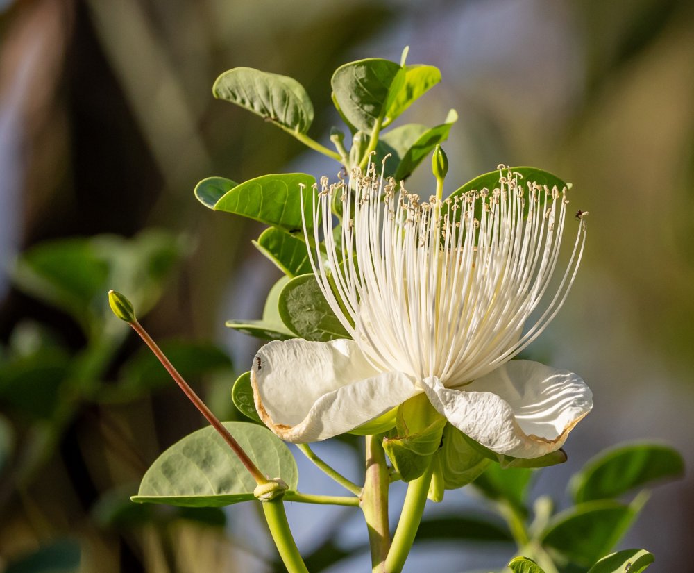 Guide’s plant of the month – Capparis spinosa Image