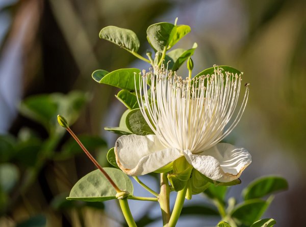 Guide’s plant of the month – Capparis spinosa Image