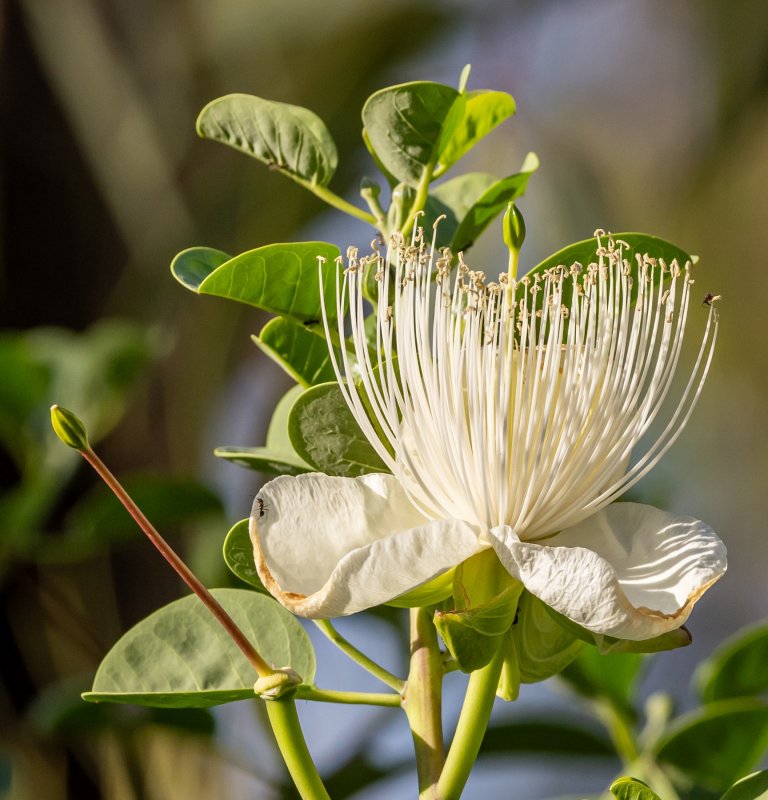 Guide’s plant of the month – Capparis spinosa Image