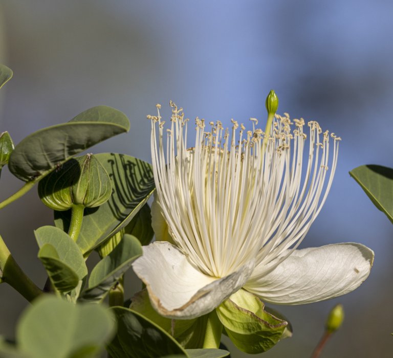 Guide’s plant of the month – Capparis spinosa Image