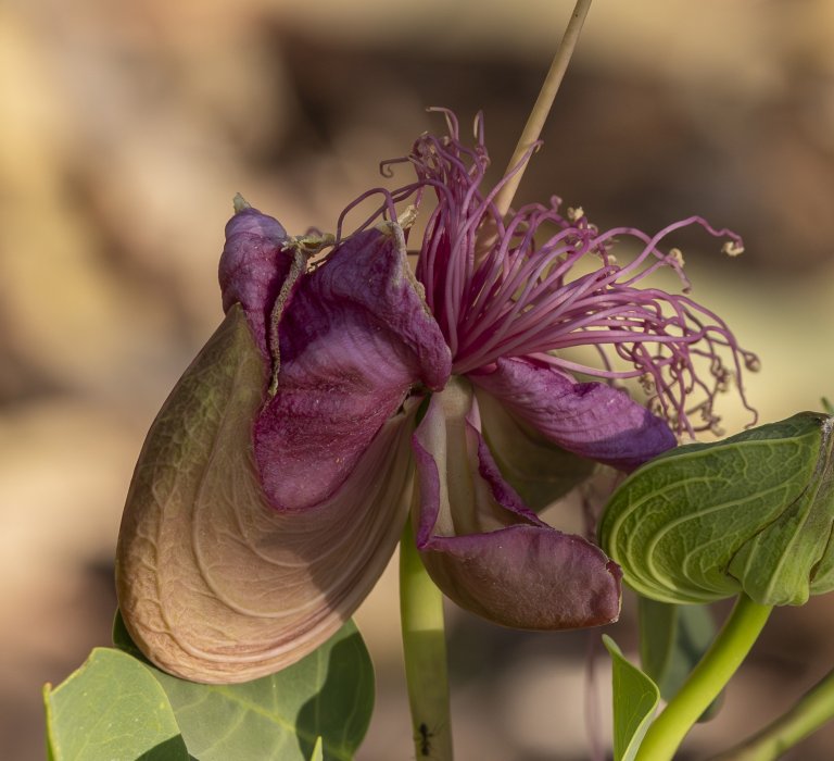 Guide’s plant of the month – Capparis spinosa Image