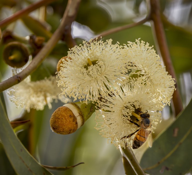 Tuart flowers are creamy white.