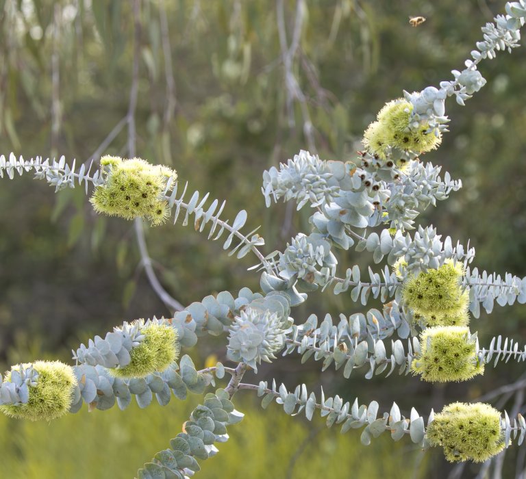 Guide’s plant of the month – Eucalyptus kruseana Image