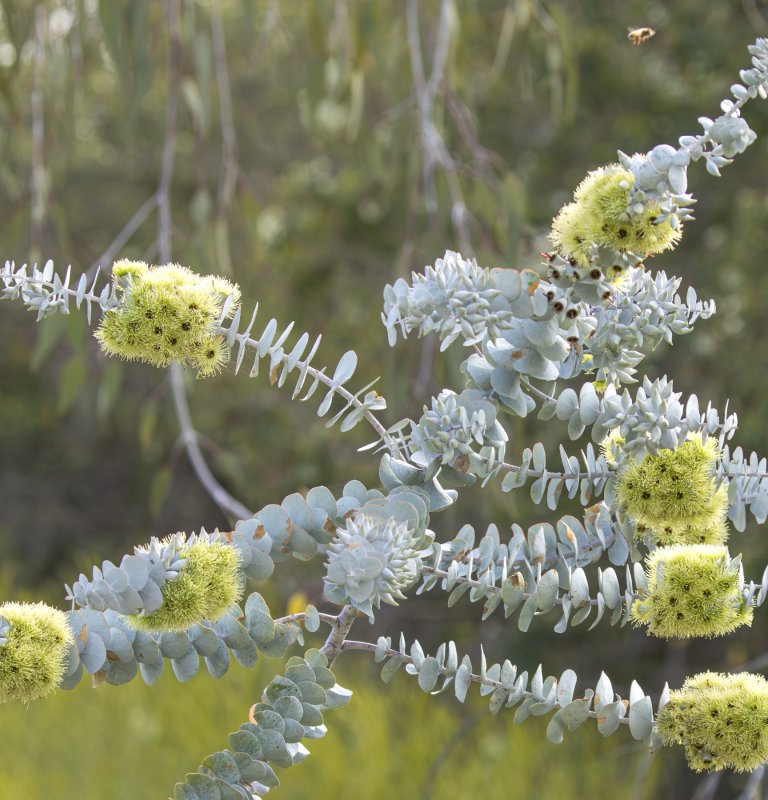 Discover the stunning beauty of our wildflowers Image