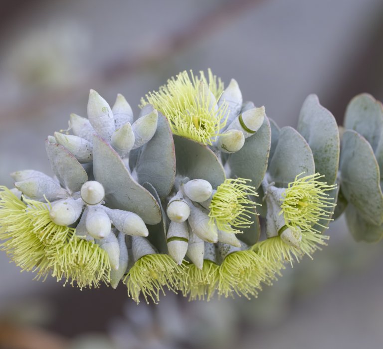 Guide’s plant of the month – Eucalyptus kruseana Image