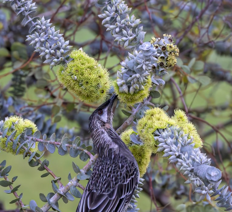 Guide’s plant of the month – Eucalyptus kruseana Image