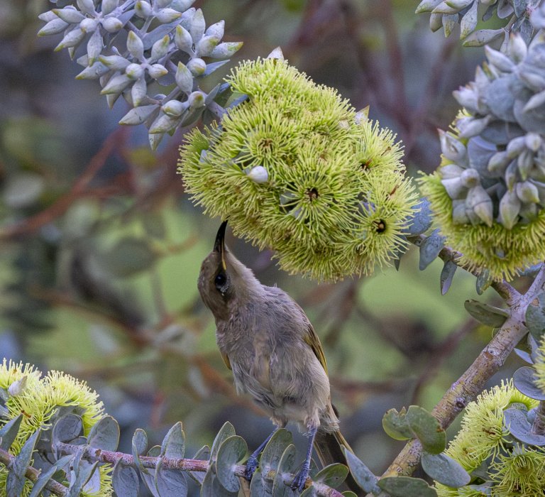 Guide’s plant of the month – Eucalyptus kruseana Image