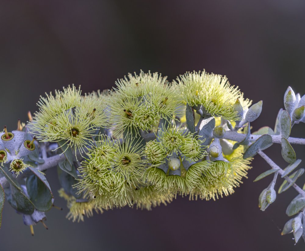Guide’s plant of the month – Eucalyptus kruseana Image