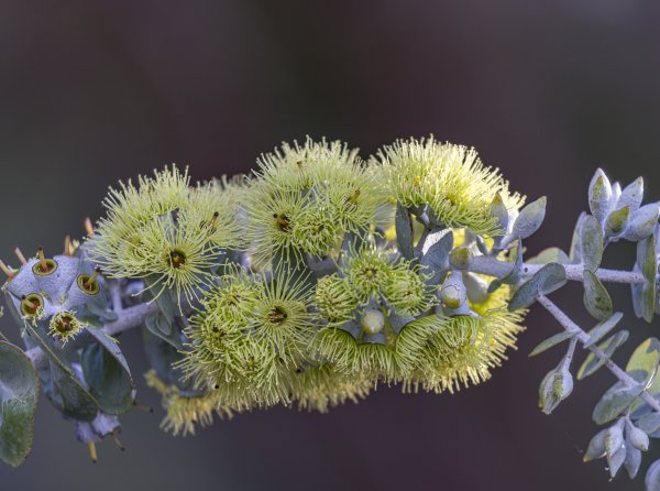 Guide’s plant of the month – Eucalyptus kruseana Image