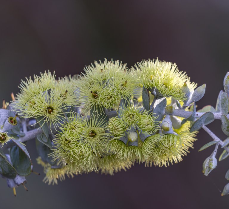 Guide’s plant of the month – Eucalyptus kruseana Image