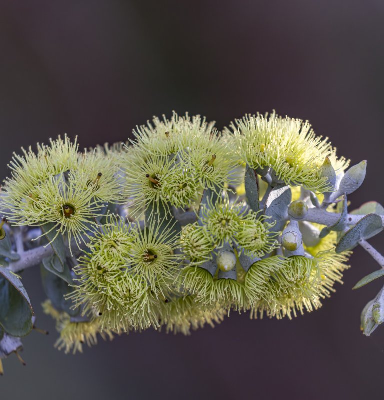 Guide’s plant of the month – Eucalyptus kruseana Image