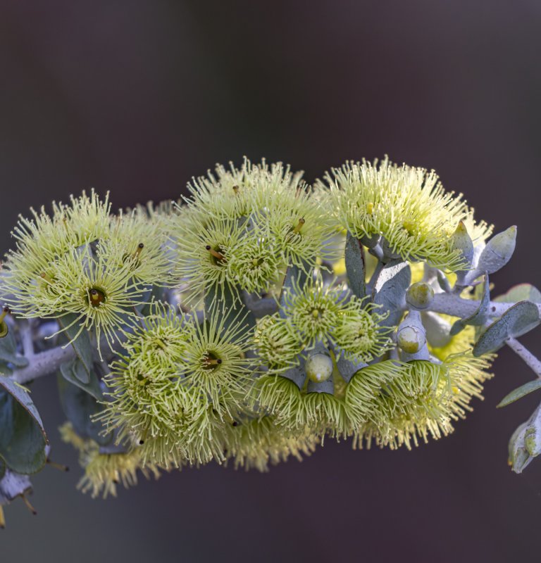 Guide’s plant of the month – Eucalyptus kruseana Image