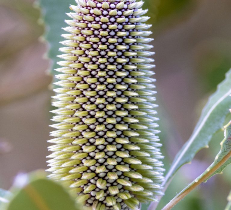 Guide’s plant of the month – Banksia menziesii Image