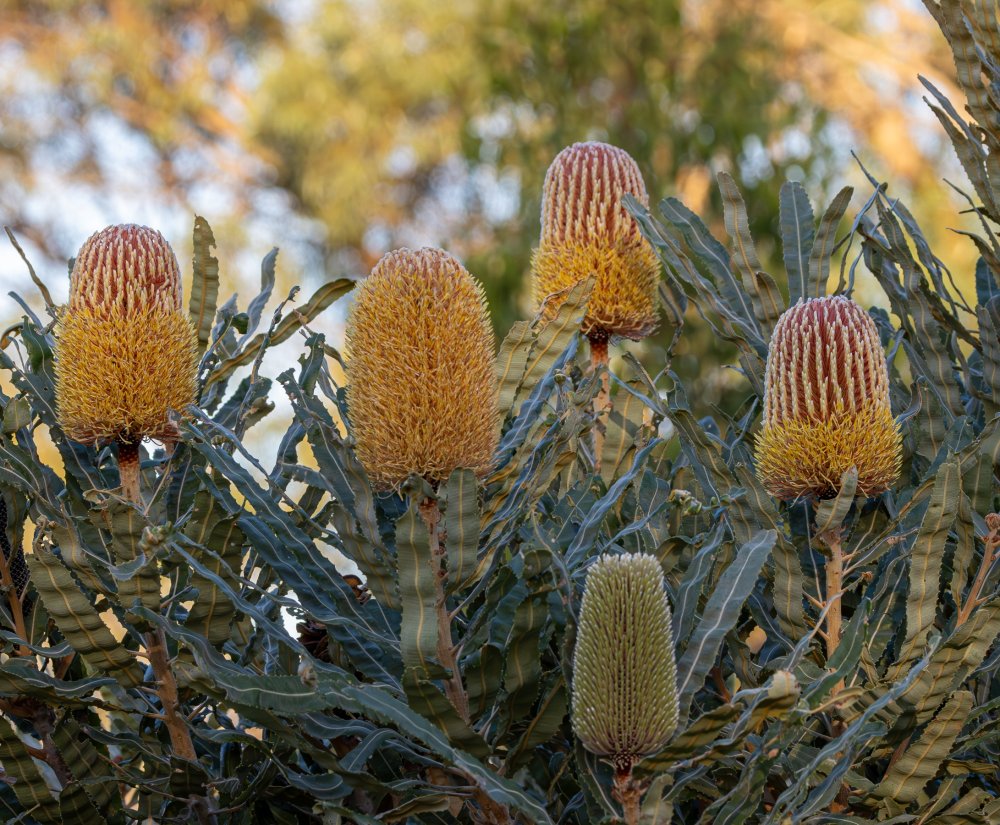 Guide’s plant of the month – Banksia menziesii Image