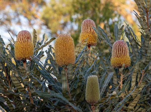 Guide’s plant of the month – Banksia menziesii Image