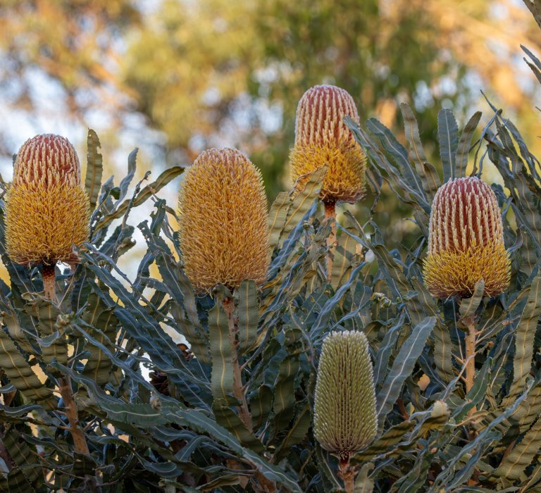 Guide’s plant of the month – Banksia menziesii Image