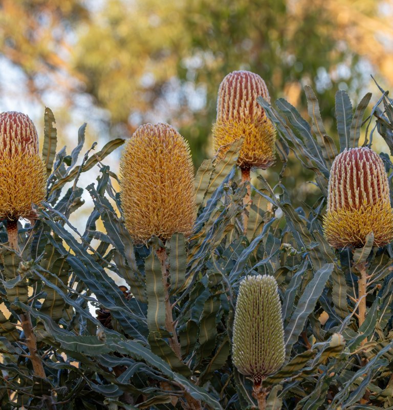 Guide’s plant of the month – Banksia menziesii Image