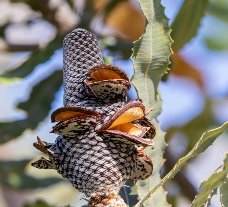 Guide’s plant of the month – Banksia menziesii Image