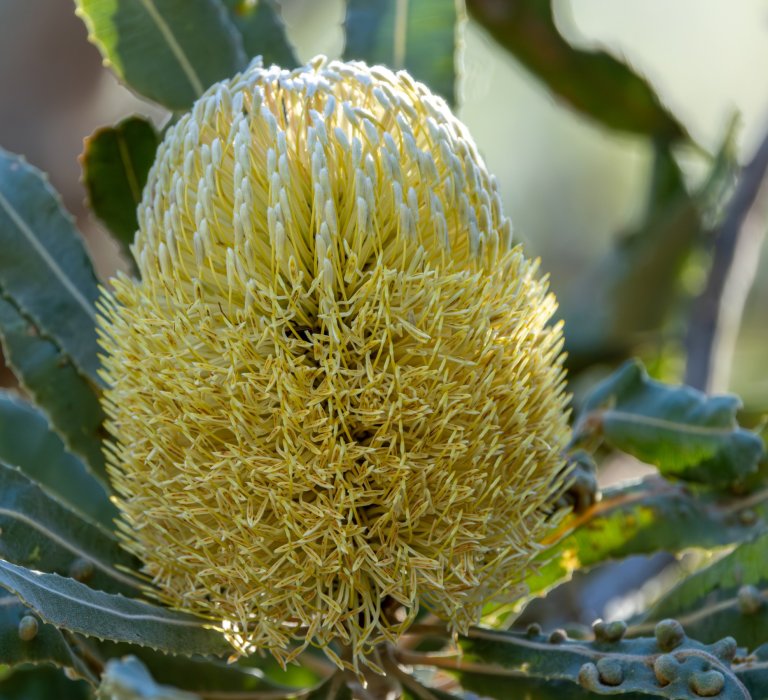 Guide’s plant of the month – Banksia menziesii Image