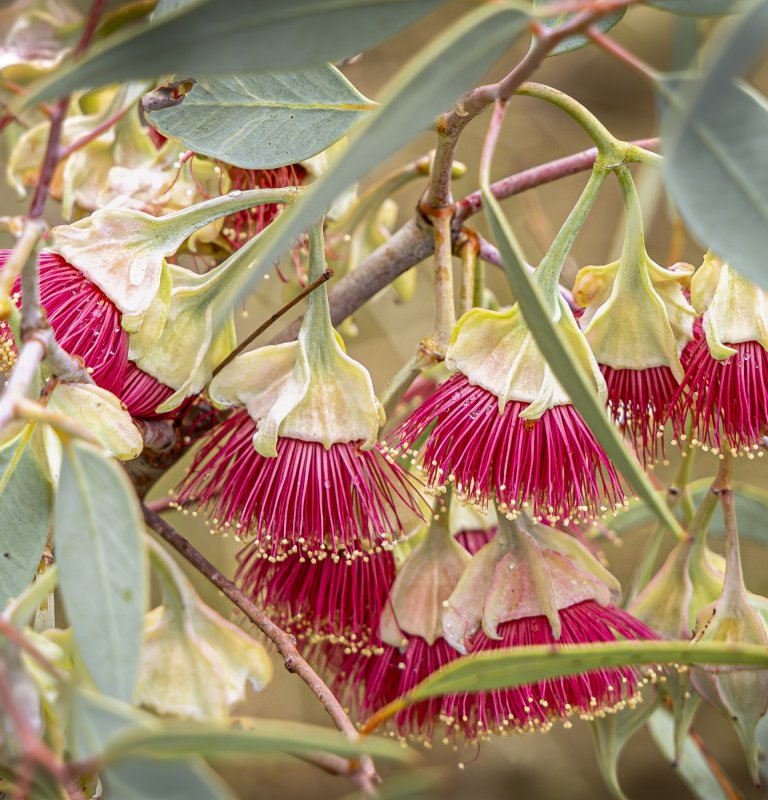 Celebrate National Eucalypt Day on 23 March Image