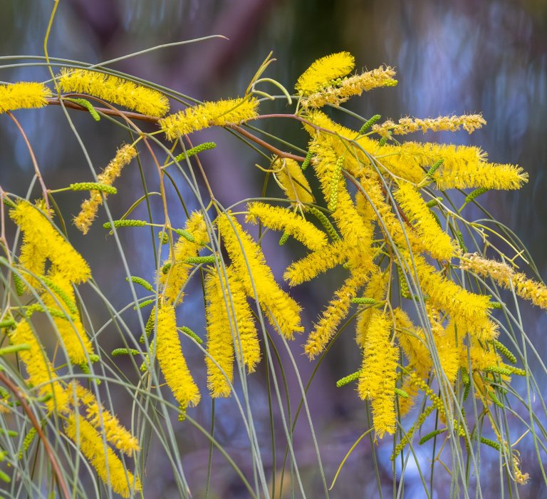 Wonderful Wattles Walk Image