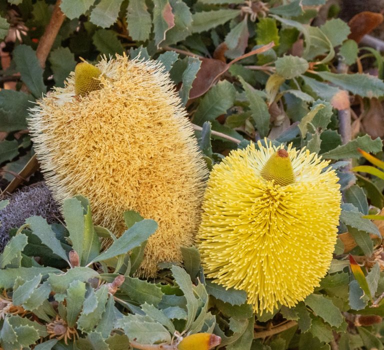 kpg_Flowers_Banksia epica_