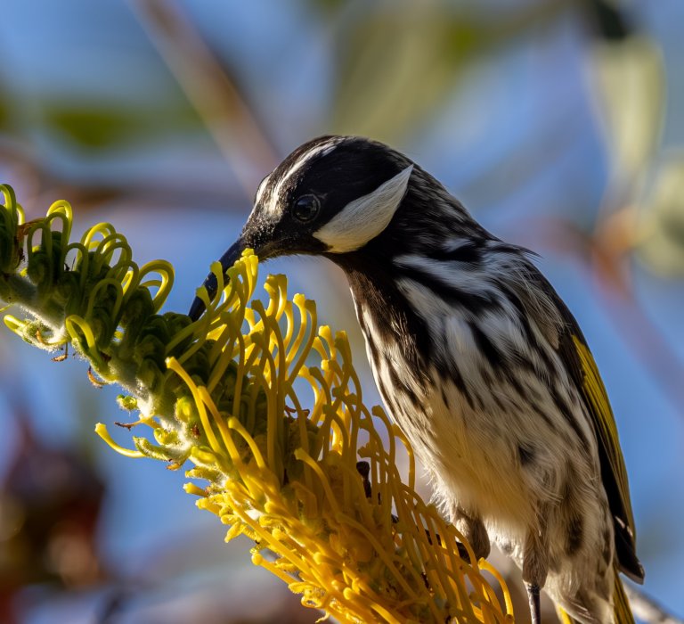 Finding Our Fabulous Feathered Friends Image