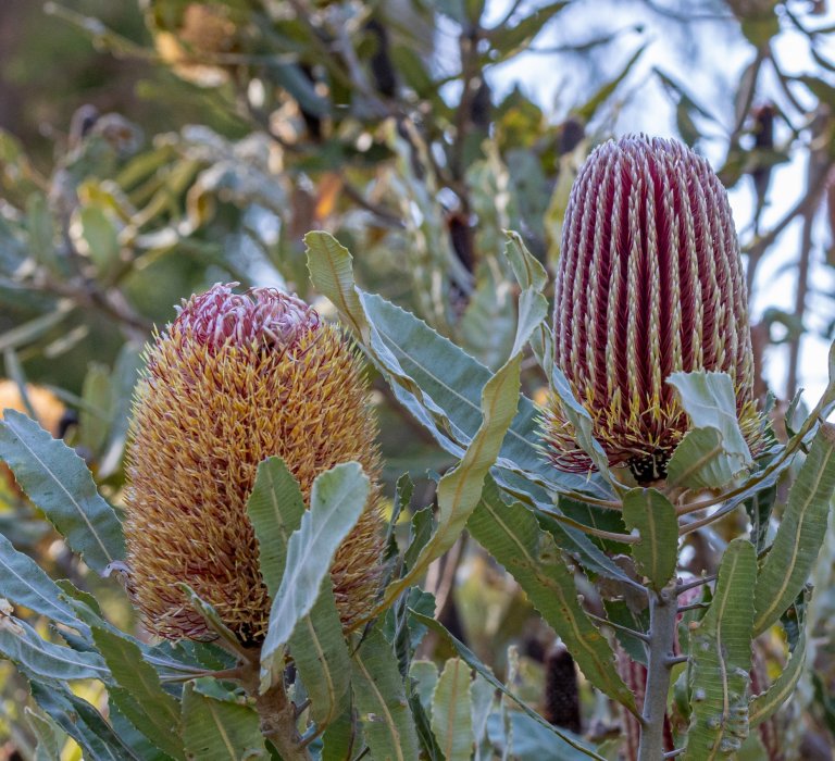 Guide’s plant of the month – Banksia menziesii Image