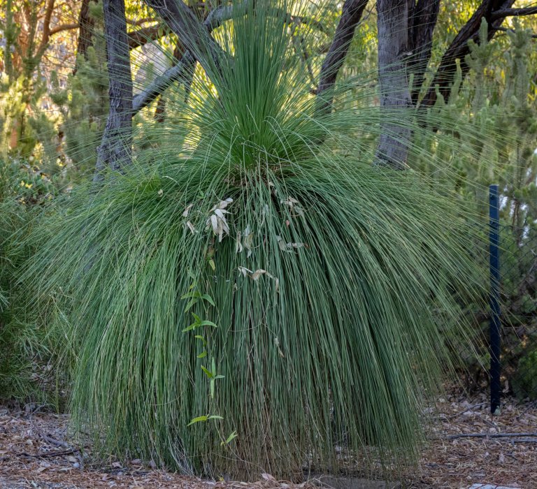 kpg_Plants_Hardenbergia on grasstree