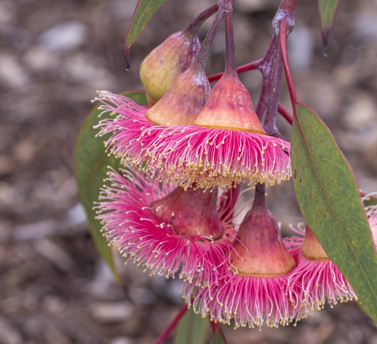Celebrate National Eucalypt Day on 23 March Image