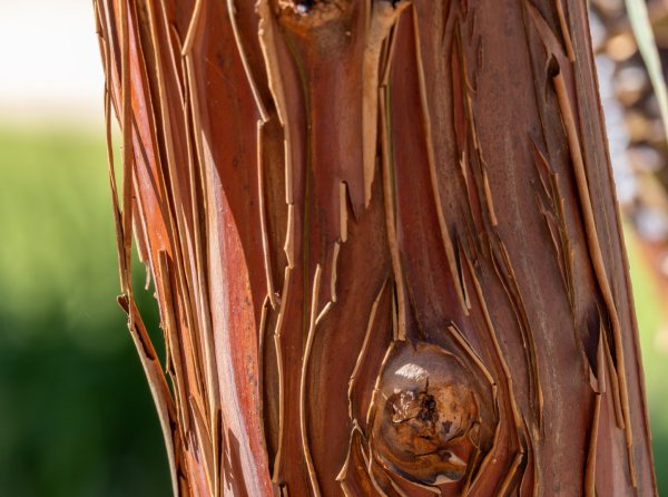 Adaptations and Resilience of WA Flora Image