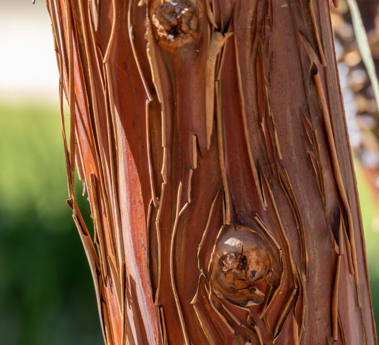 Guide’s plant of the month – Eucalyptus caesia Image