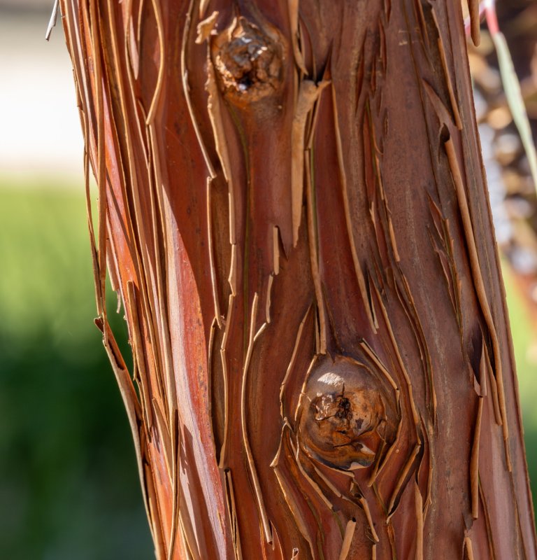 Adaptations and Resilience of WA Flora Image